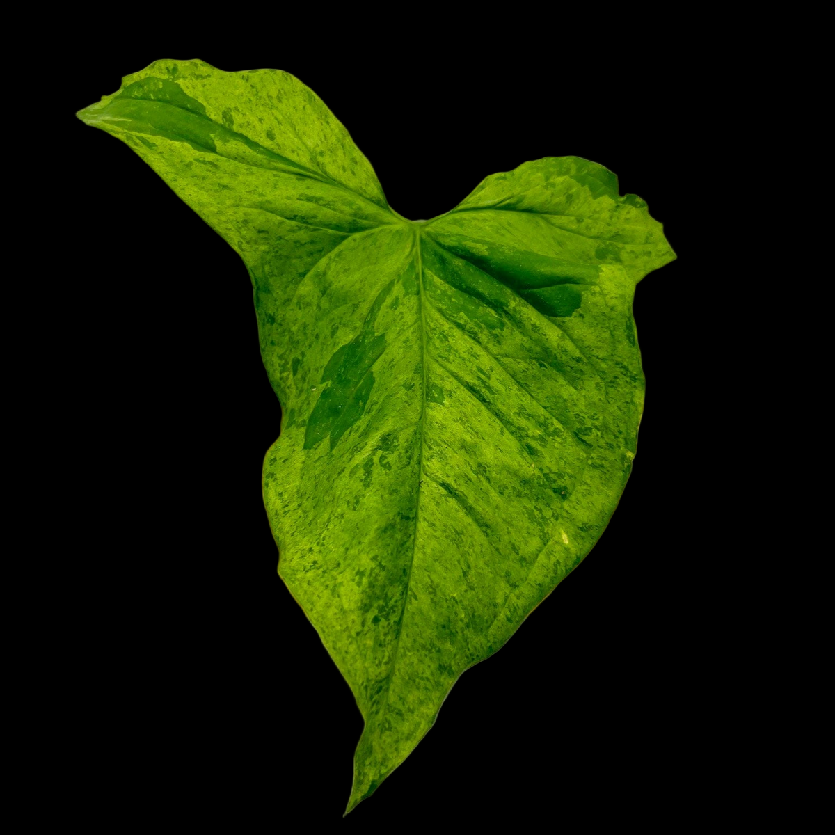 Syngonium Mottled Mojito