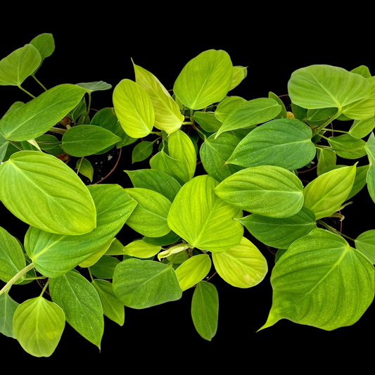 Philodendron Fuzzy Petiole