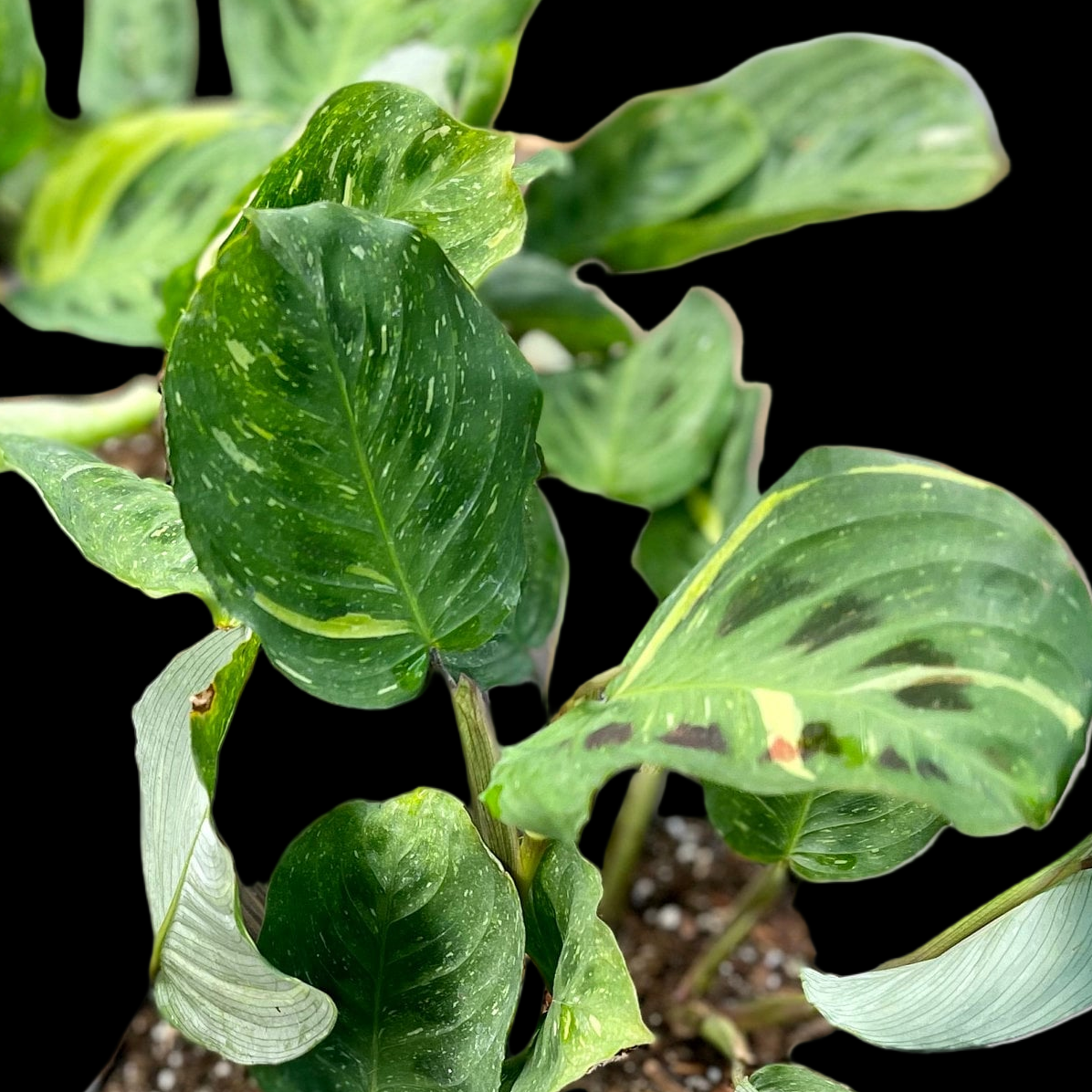 Variegated Green Maranta