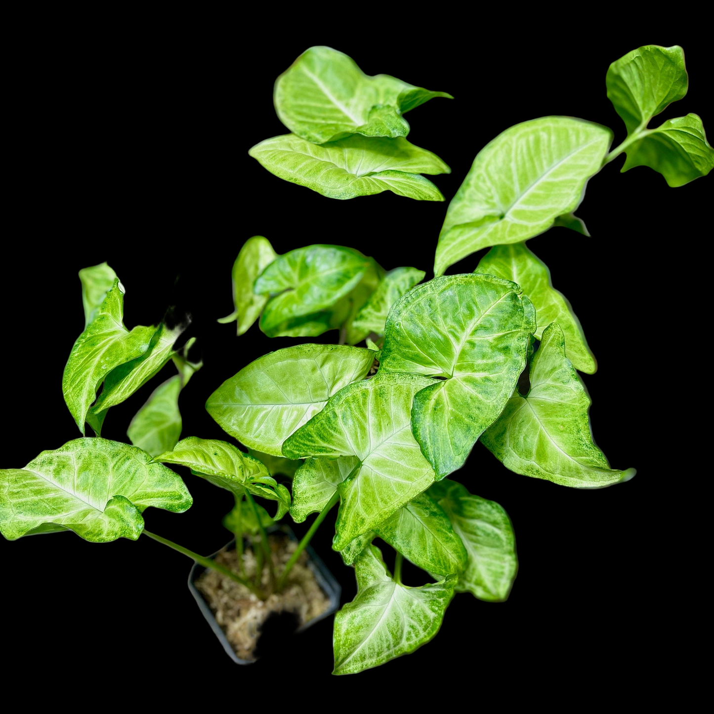 Syngonium Podophyllum White Butterfly