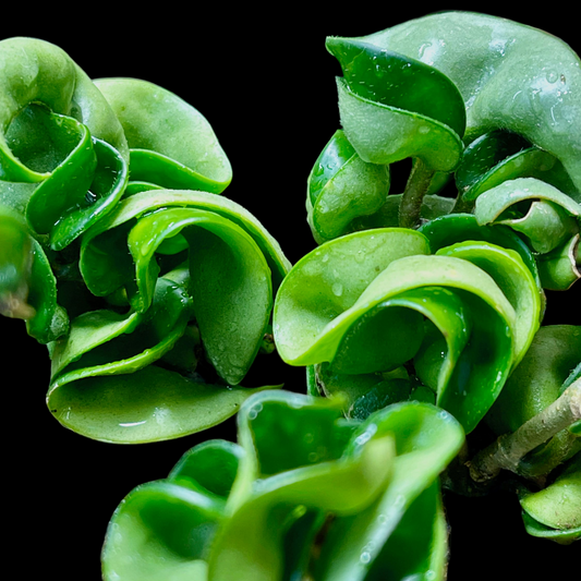 Hoya Carnosa Compacta Hindu Rope