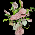 Syngonium Pink Allusion