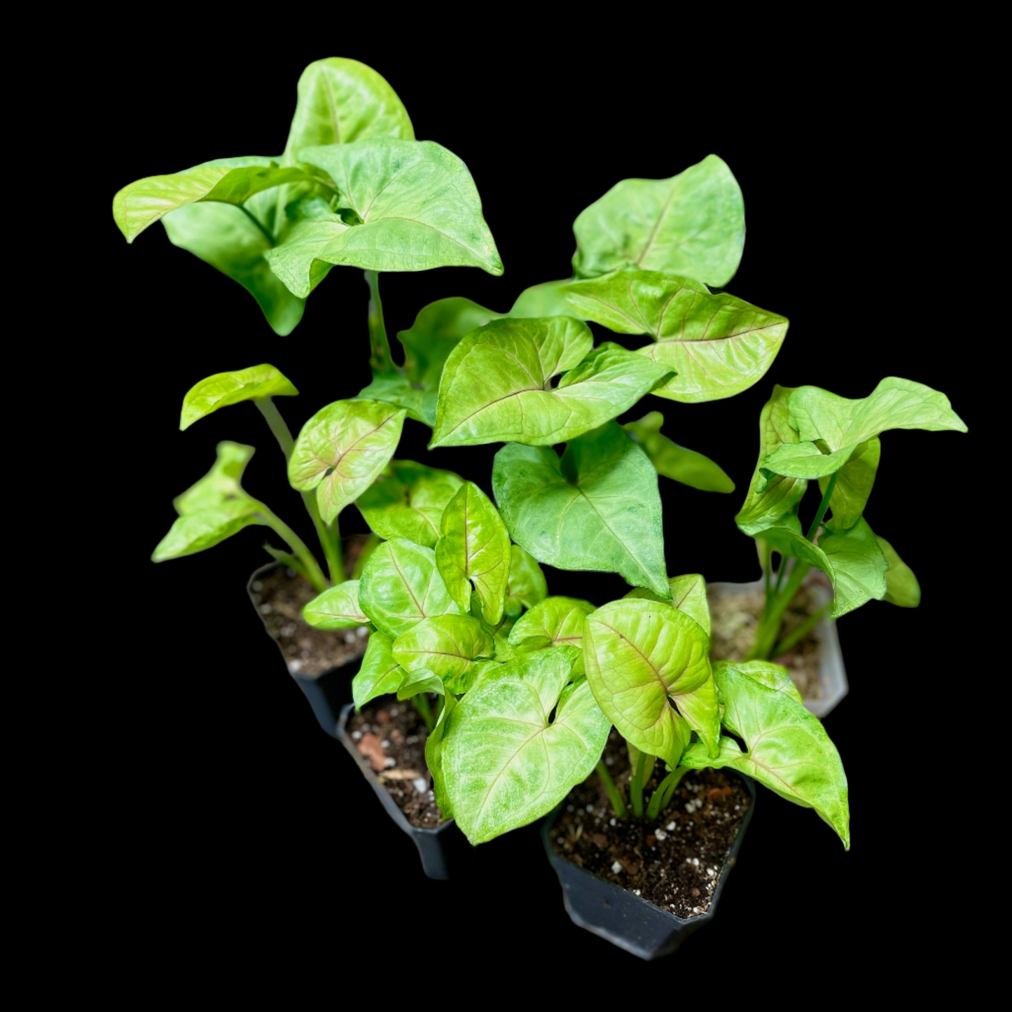 Syngonium Podophyllum Berry Allusion