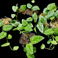 Scindapsus Pictus Silvery Ann