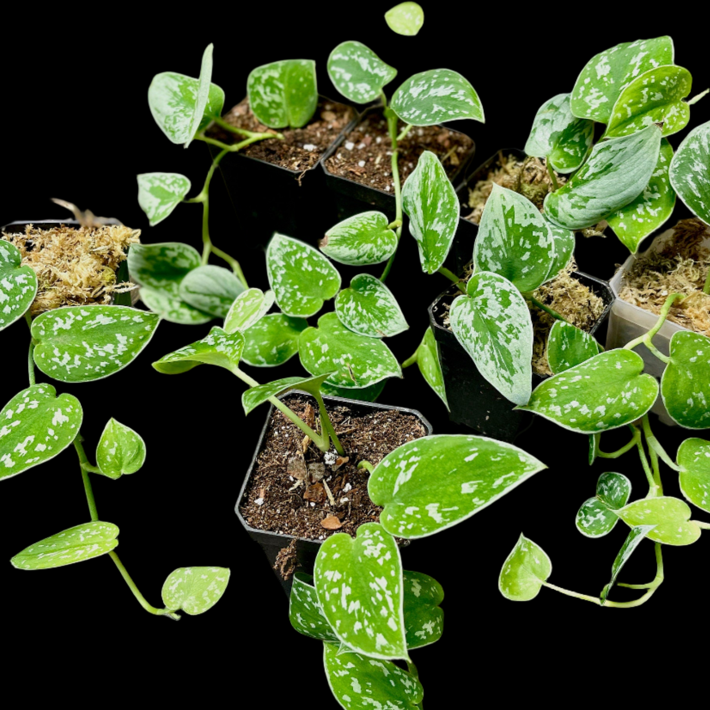 Scindapsus Pictus Silvery Ann