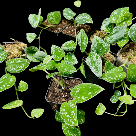 Scindapsus Pictus Silvery Ann