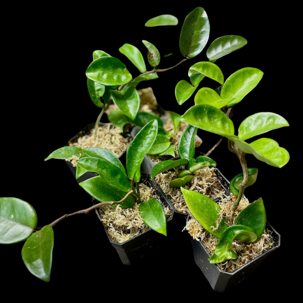 Hoya Carnosa Jade