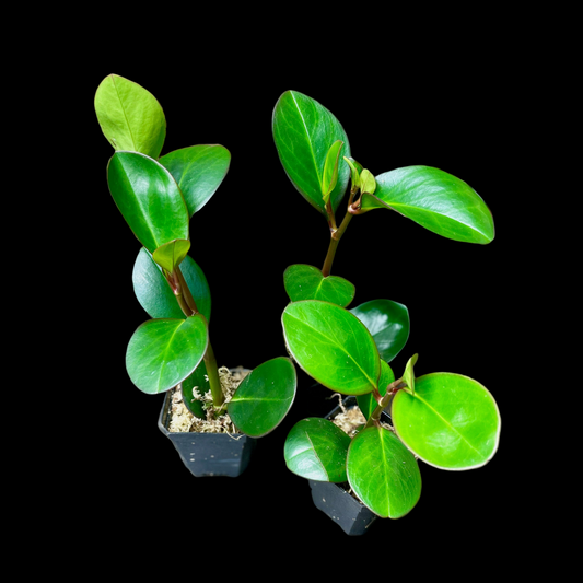 Peperomia Obtusifolia 'Red Edge' - Starter Plant Custom Bundle