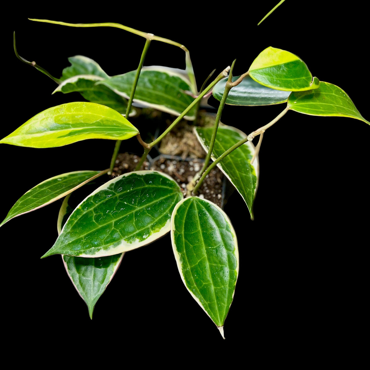 Hoya Macrophylla