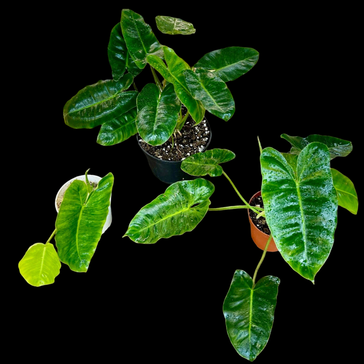 Philodendron Burle Marx Variegata - Low Variegation