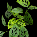 Monstera Adansonii