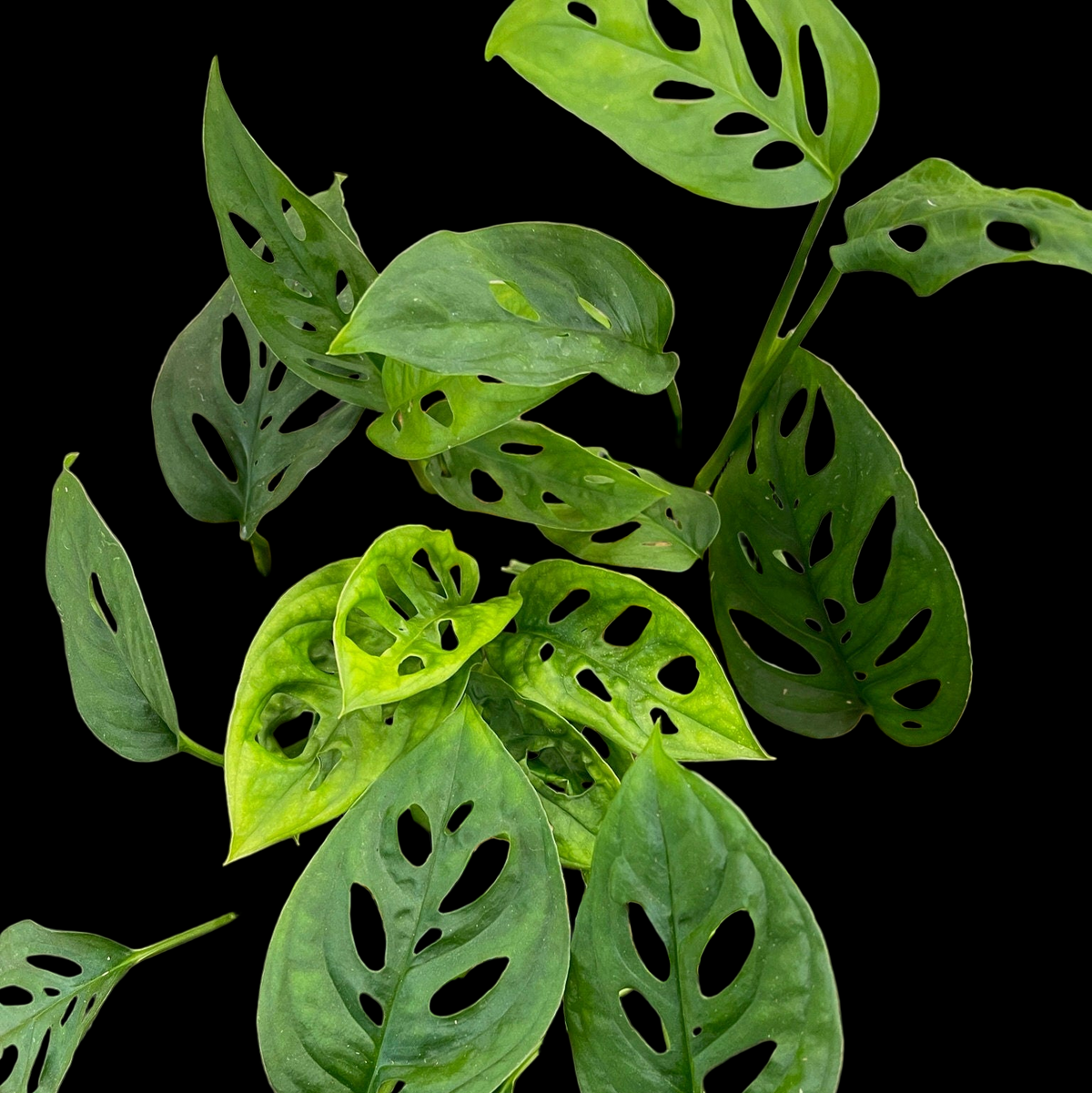 Monstera Adansonii