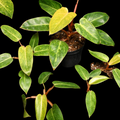 Philodendron Painted Lady