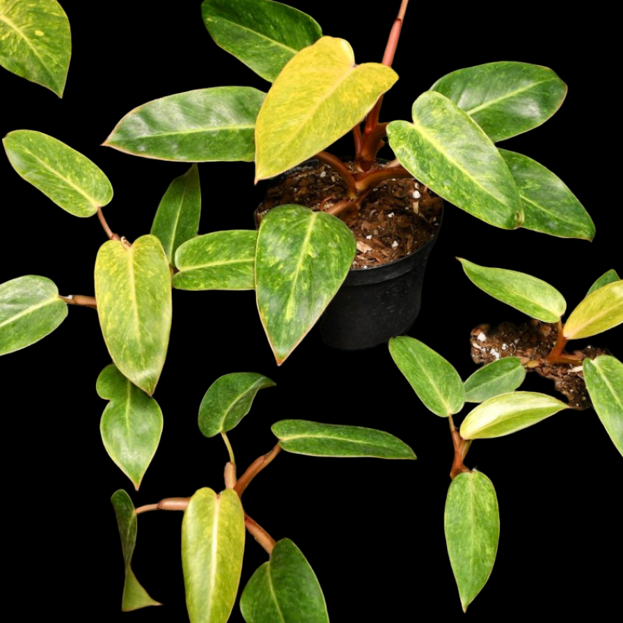 Philodendron Painted Lady