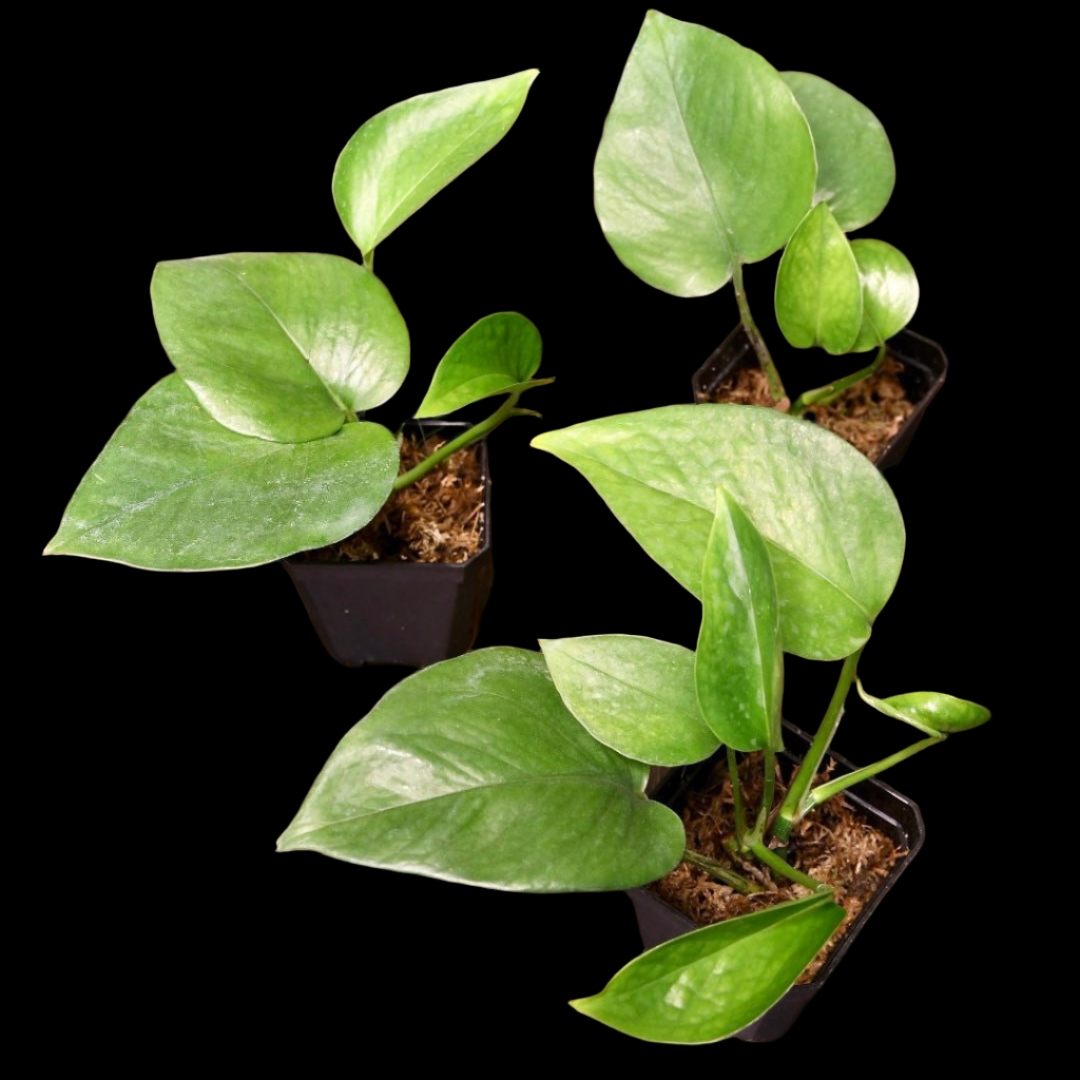 Pothos Jade