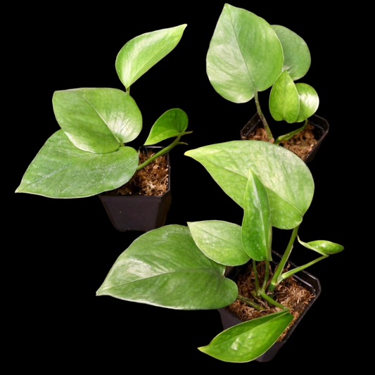 Pothos Jade