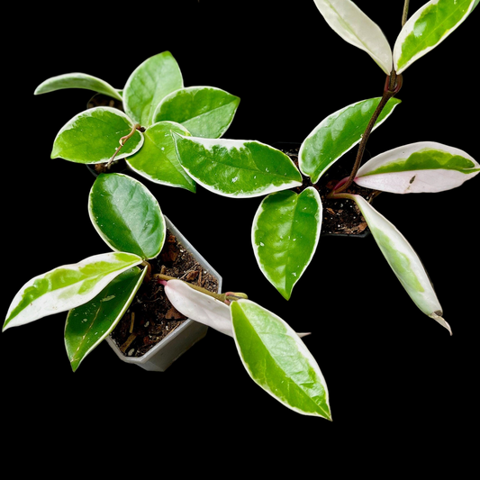 Hoya Carnosa Krimson Queen