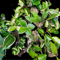 Hoya Bundle