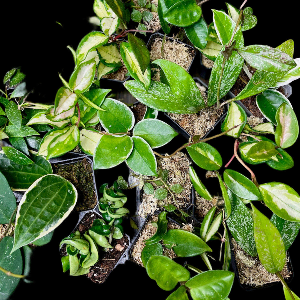 Hoya Bundle