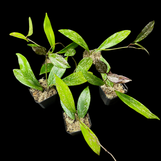 Hoya Pubicalyx Splash