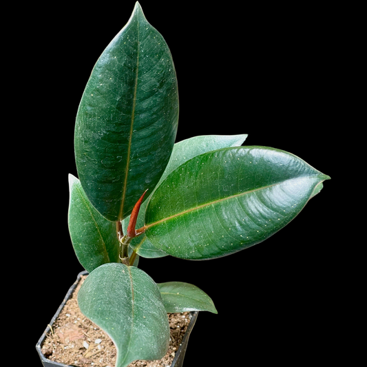 Ficus Elastica Burgundy
