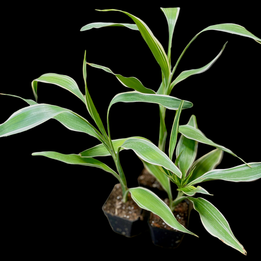 Dracaena Sanderiana Lucky Bamboo
