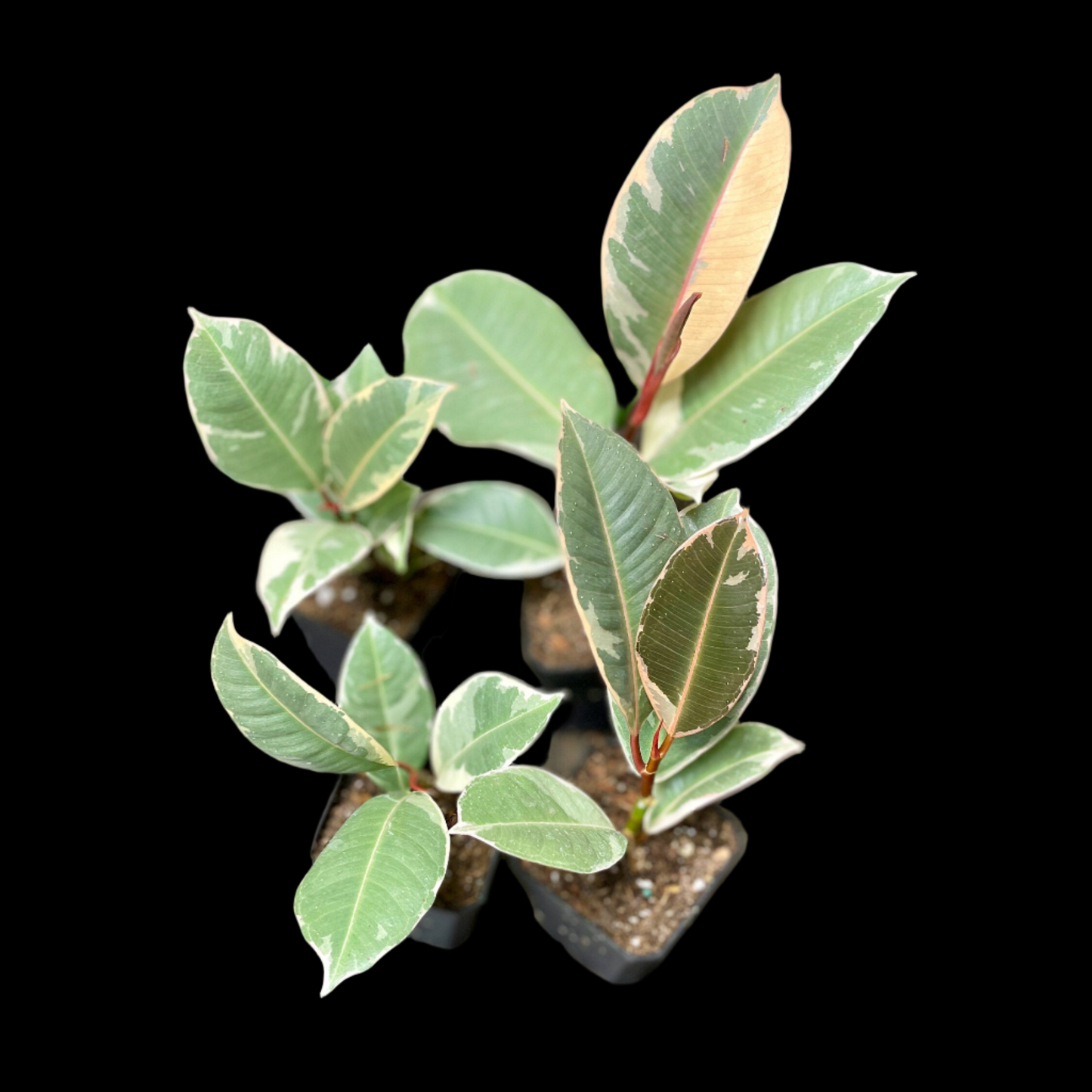 Ficus Elastica Tineke