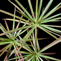 Dracaena Marginata Tricolor