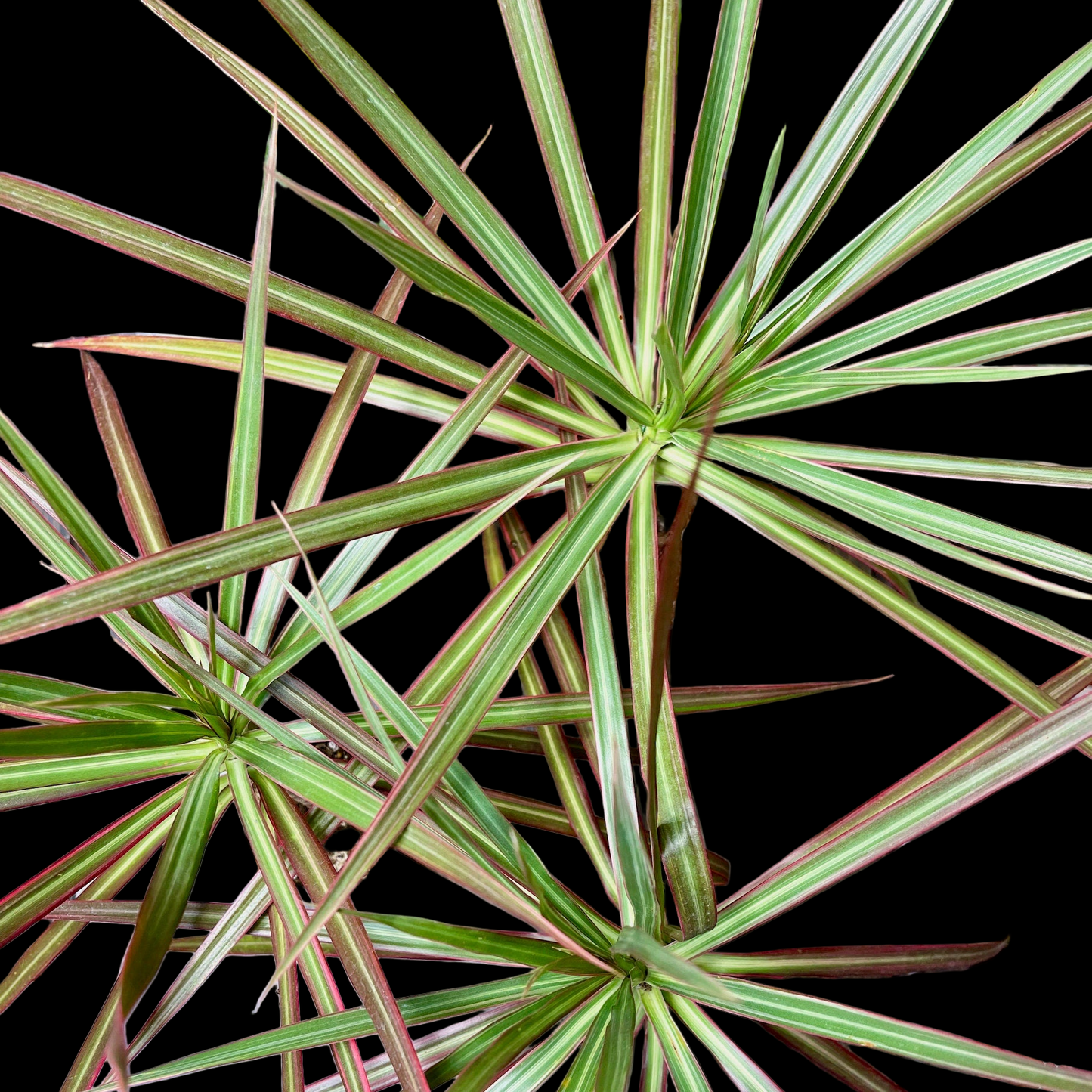 Dracaena Marginata Tricolor