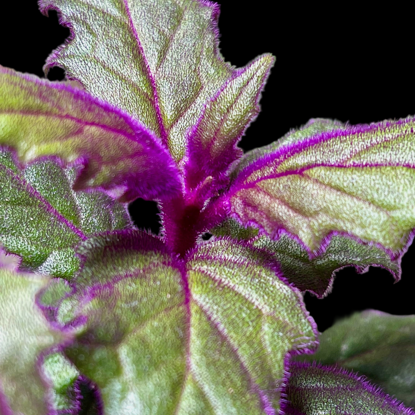 Gynura Aurantiaca Purple Passion