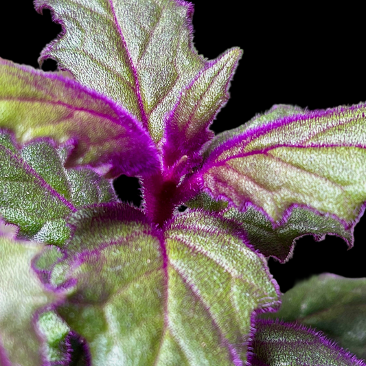 Gynura Aurantiaca Purple Passion