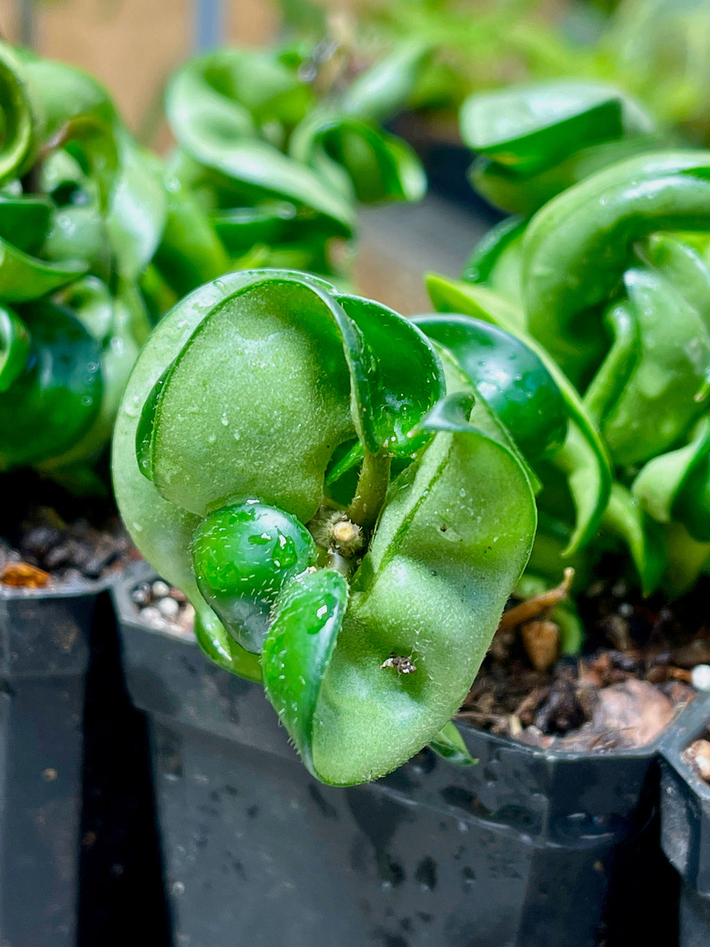 Hoya Carnosa Compacta Hindu Rope