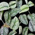 Scindapsus Pictus Exotica