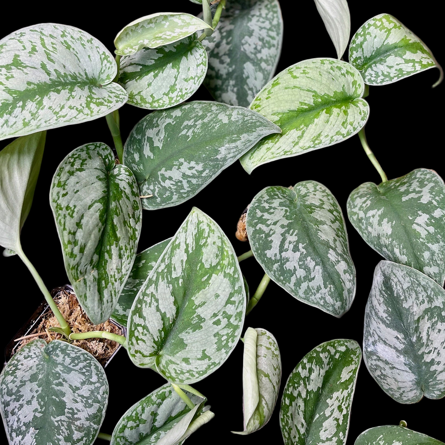 Scindapsus Pictus Exotica