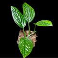 Monstera Peru