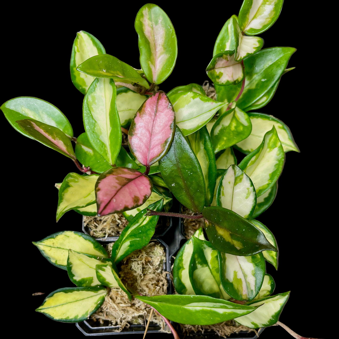 Hoya Carnosa Krimson Princess