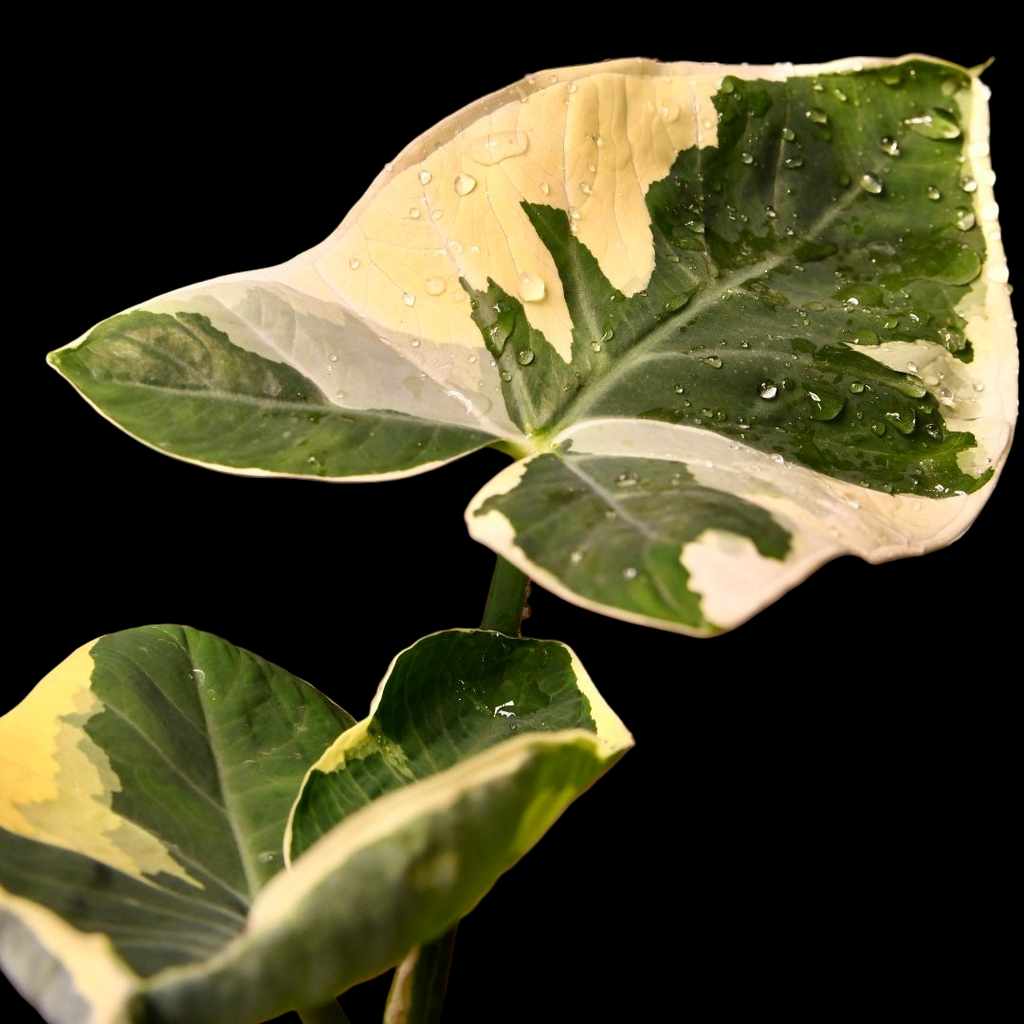 Alocasia Xanthosoma Mickey Mouse