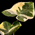 Alocasia Xanthosoma Mickey Mouse