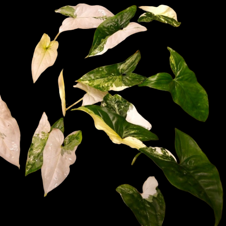 Syngonium Albo