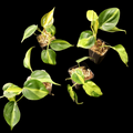 Philodendron Brasil