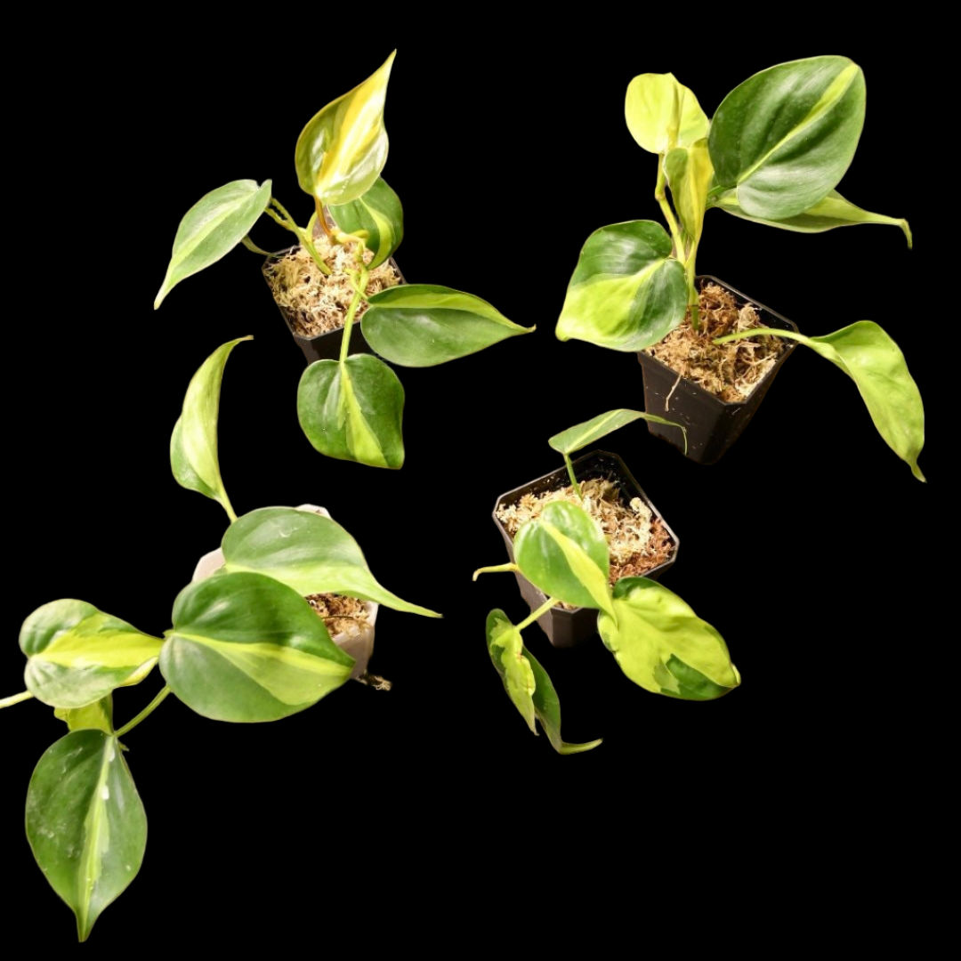 Philodendron Brasil