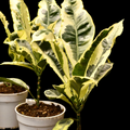 Codiaeum Variegatum Andrew