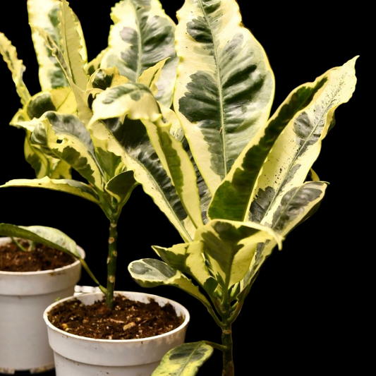 Codiaeum Variegatum Andrew