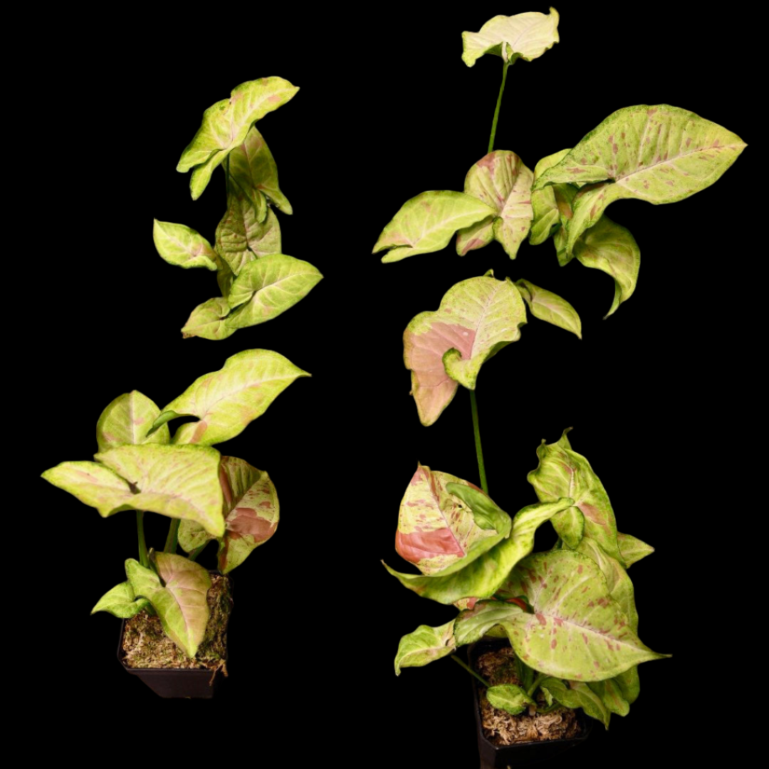 Syngonium Confetti