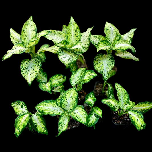 Dieffenbachia Compacta