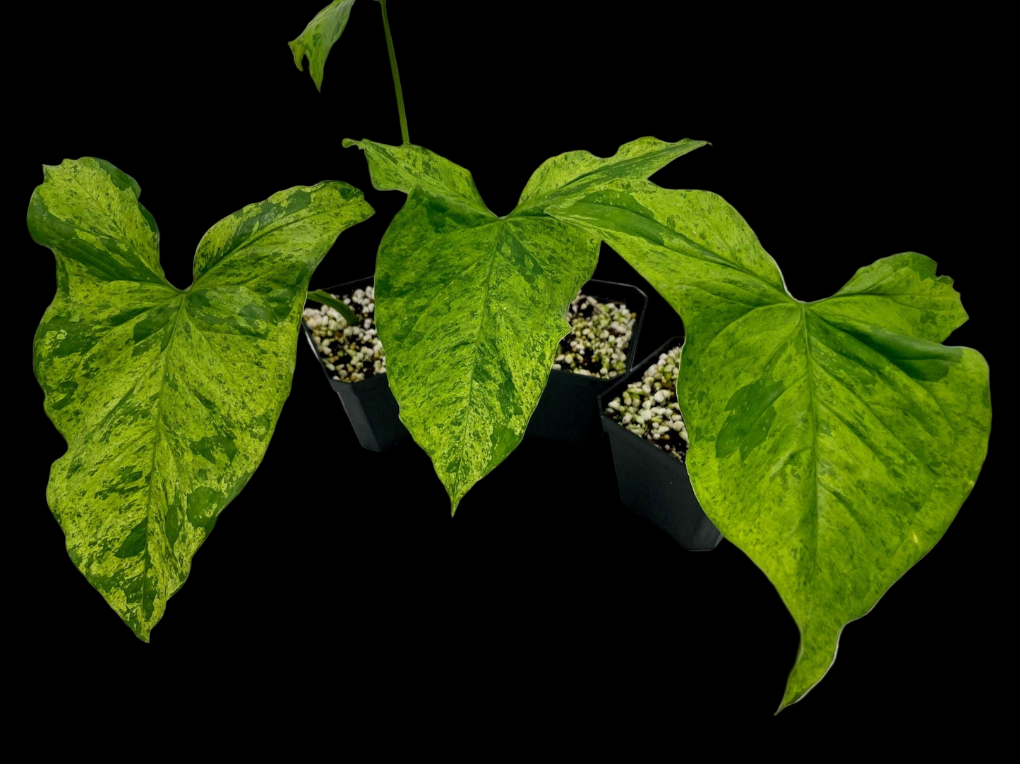Syngonium Mottled Mojito