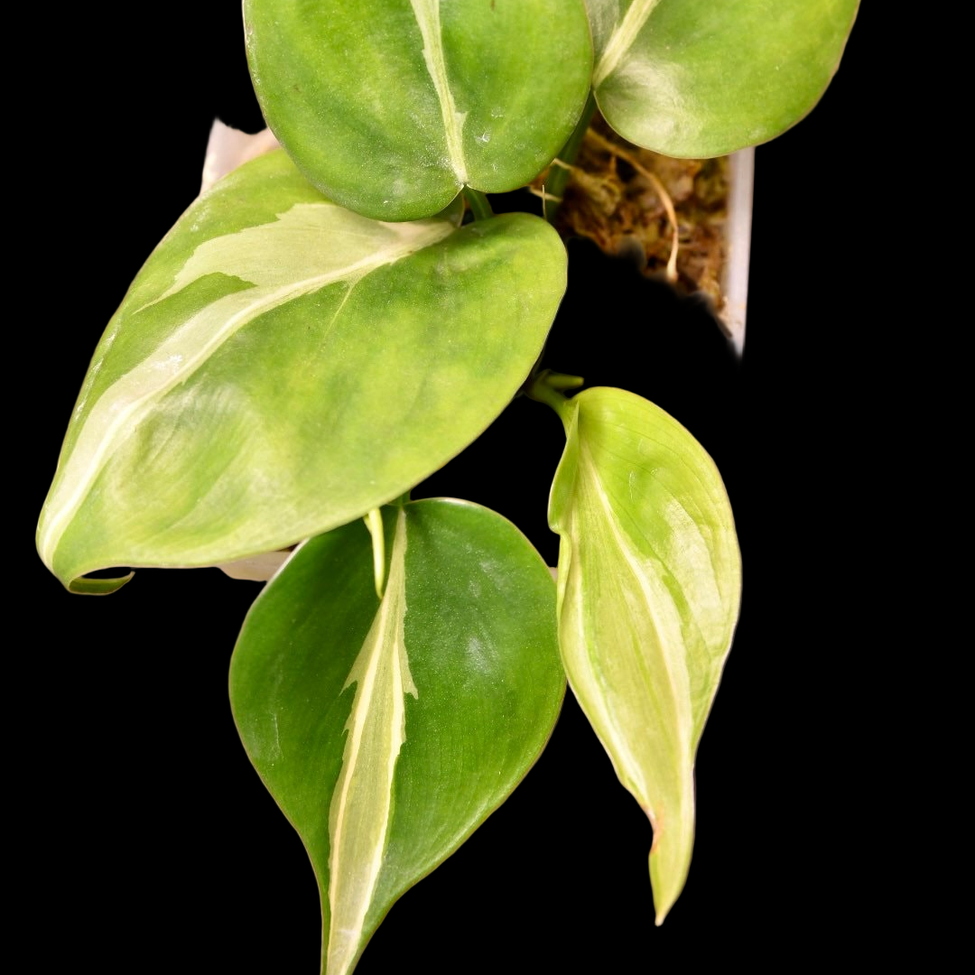 Philodendron Rio
