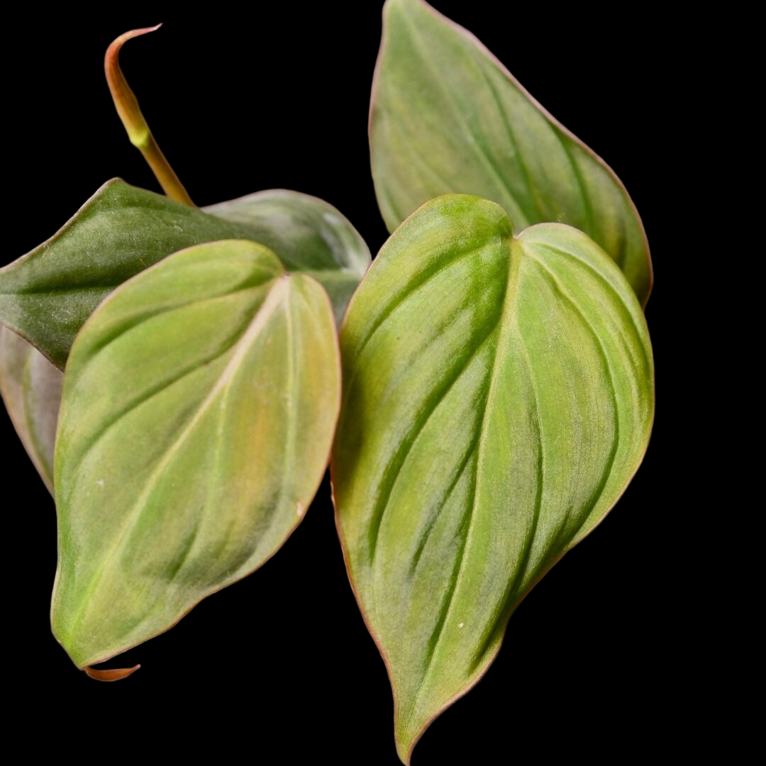 Philodendron Micans