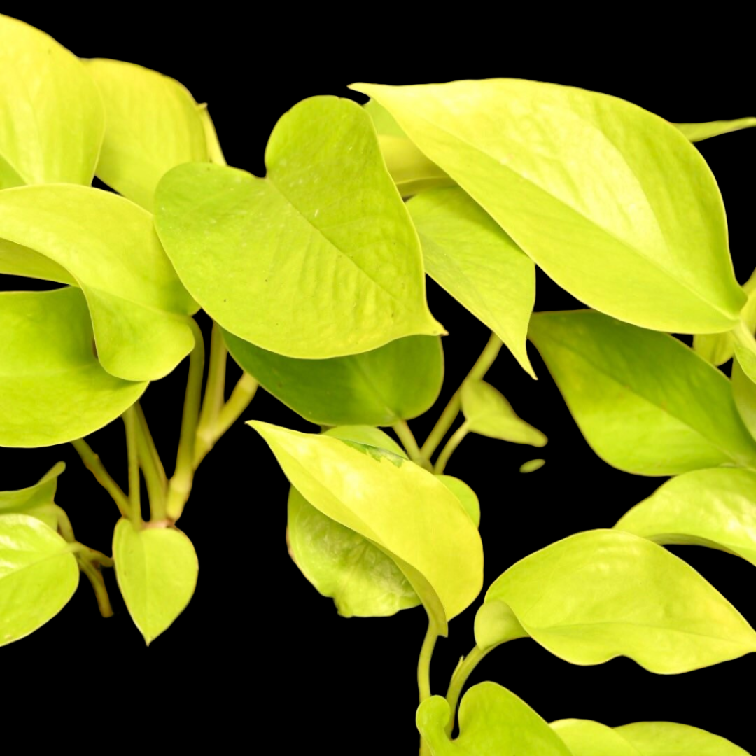 Pothos Neon