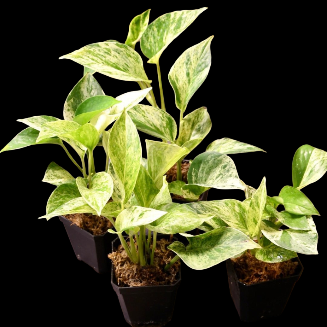 Pothos Marble
